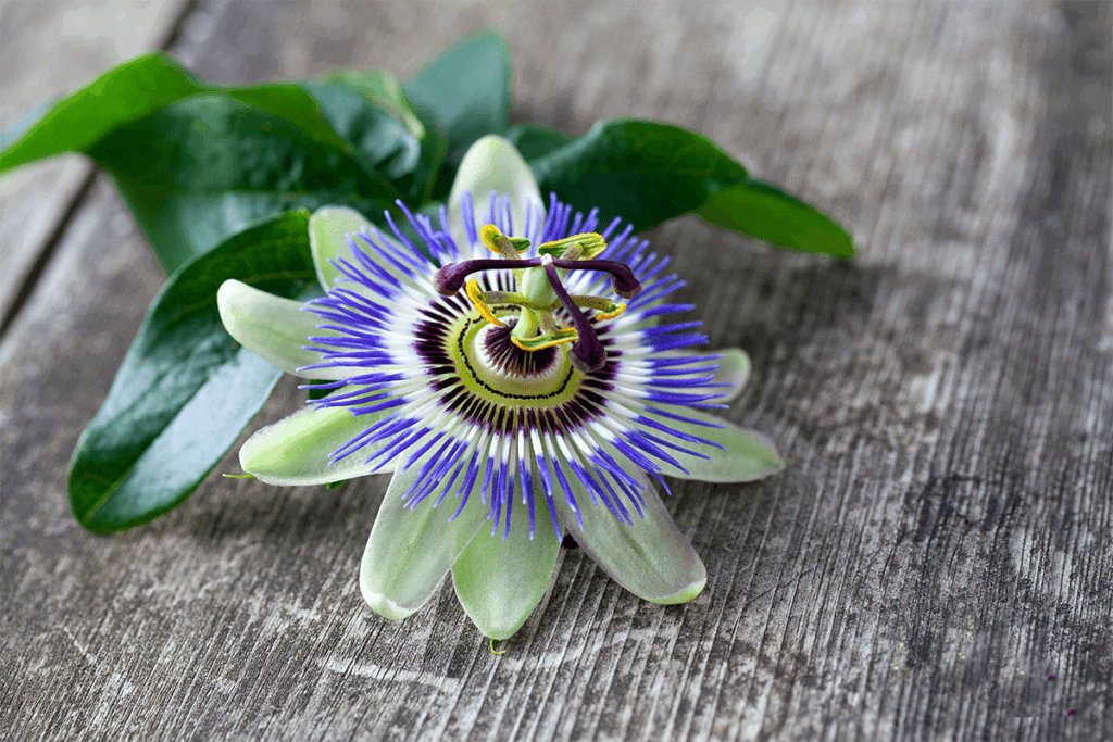purple and red passion flower placed on grey wooden table