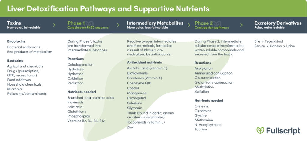 text describing the liver detoxification pathways and supportive nutrients