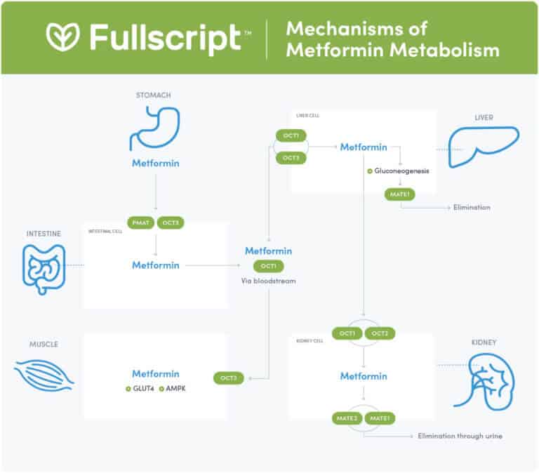 Fullscript - Metformin Metabolism