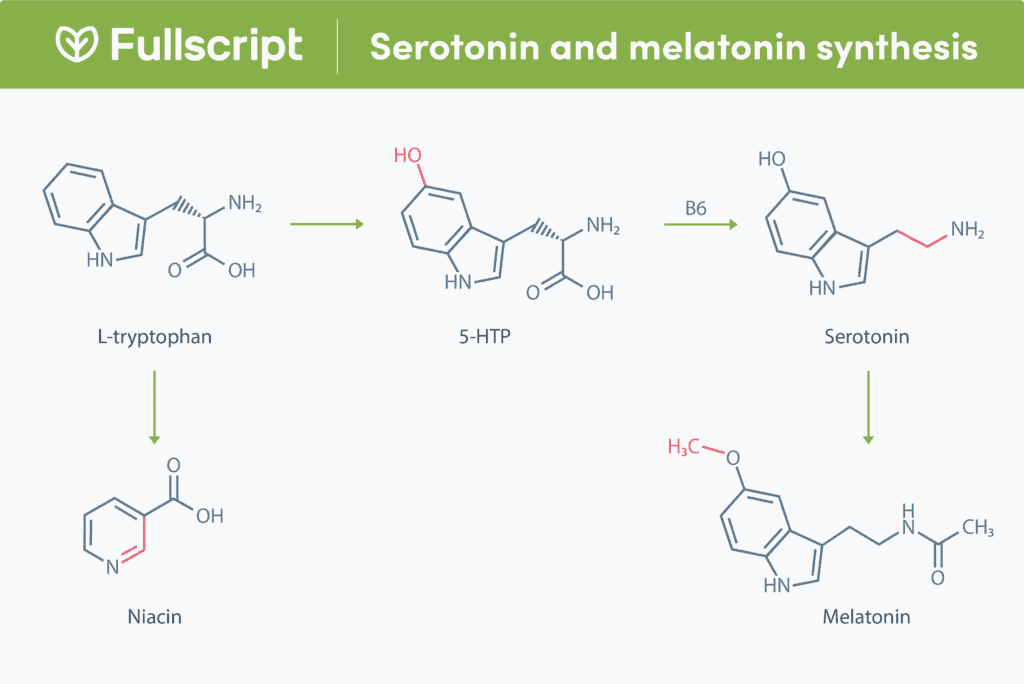 Chart of serotonin and melatonin synthesis