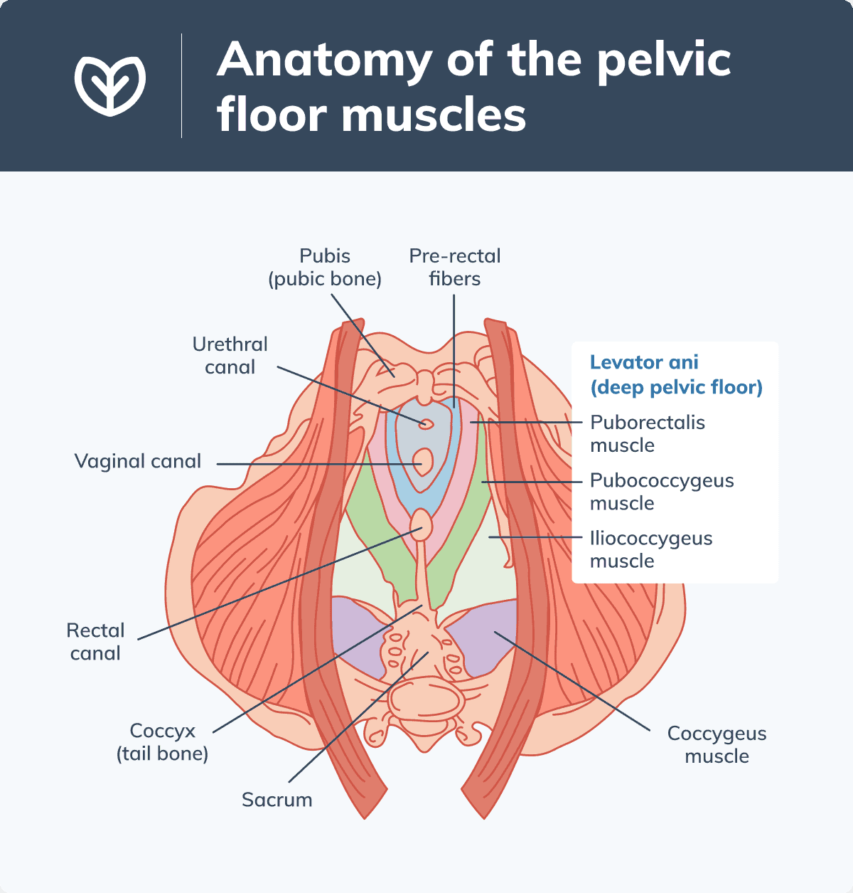 pelvic floor physical therapy anatomy diagram