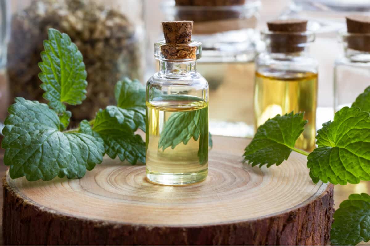 Effects of melissa officinalis syrup on patients with psoriasis