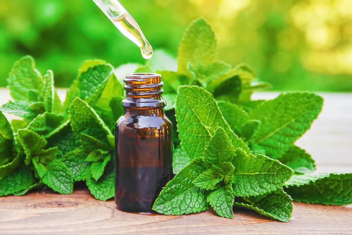 peppermint oil in bottle surrounded by peppermint leaves