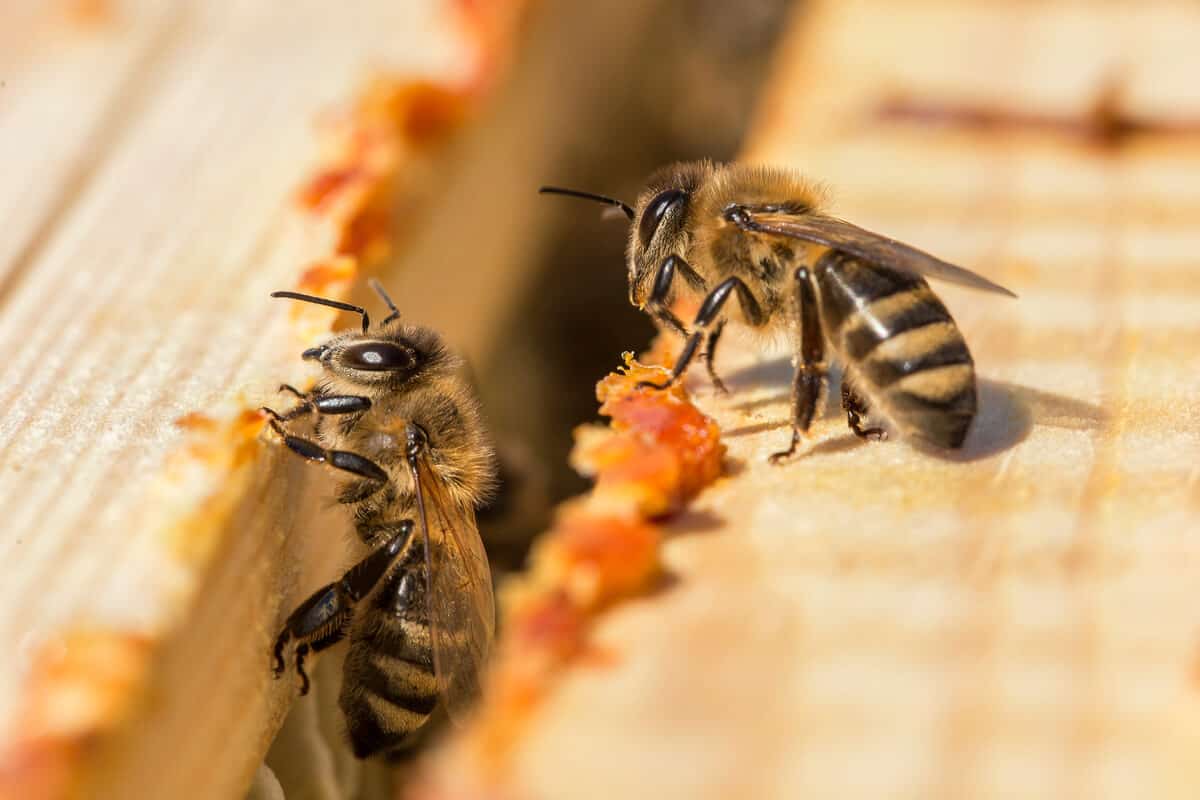 Two honey bees and propolis