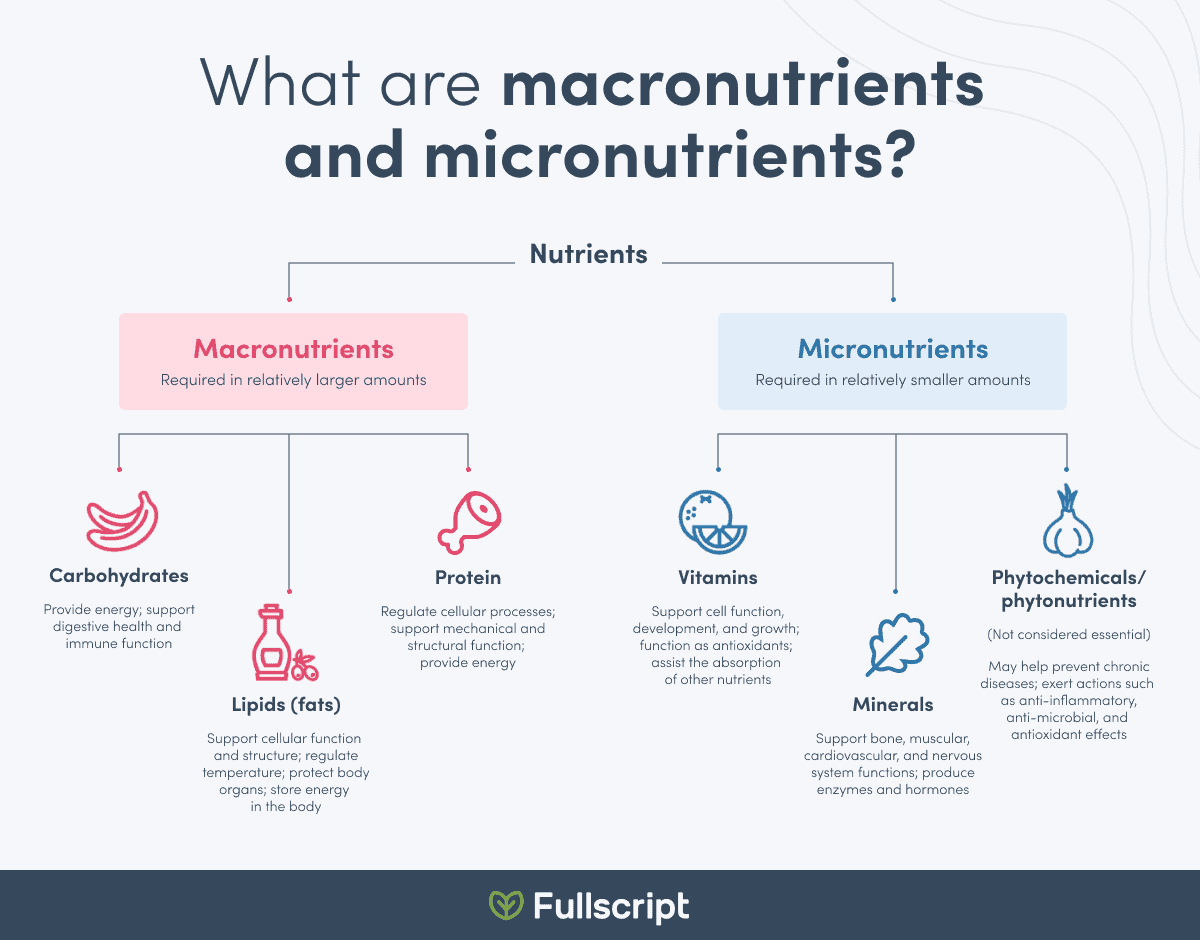 Macronutrients and micronutrients infographic