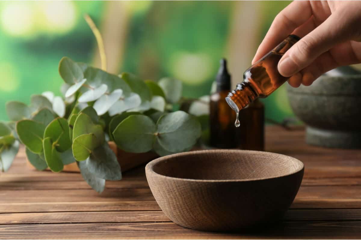 essential oils for immune health oil vile