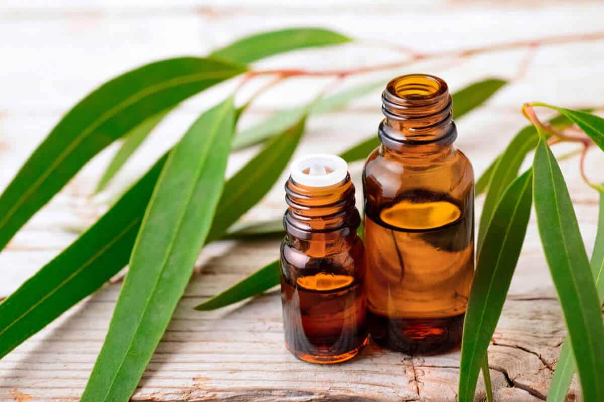 eucalyptus essential oil and in plant forms