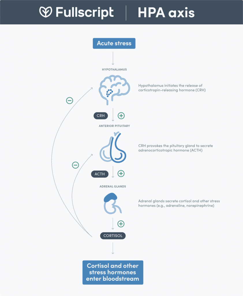 HPA Axis infographic