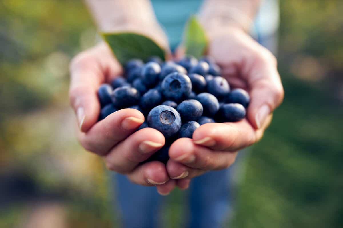 best superfoods blueberries