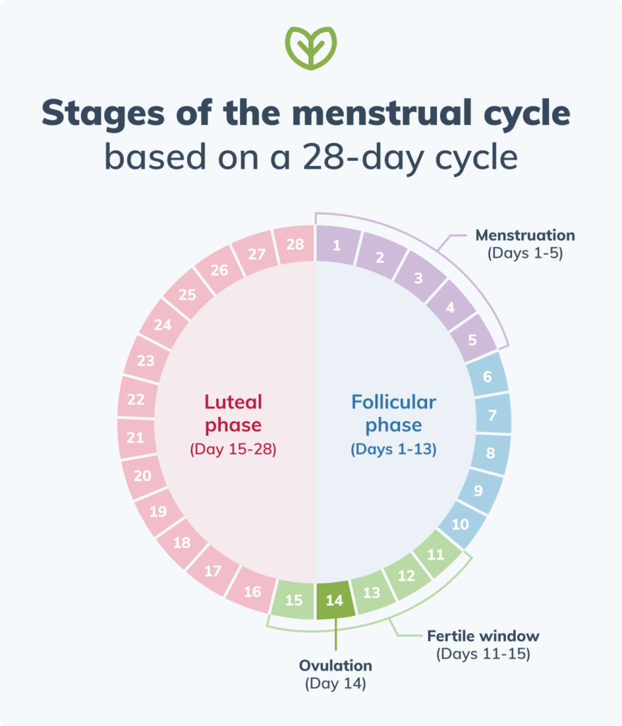 menstrual cycles stages infographic