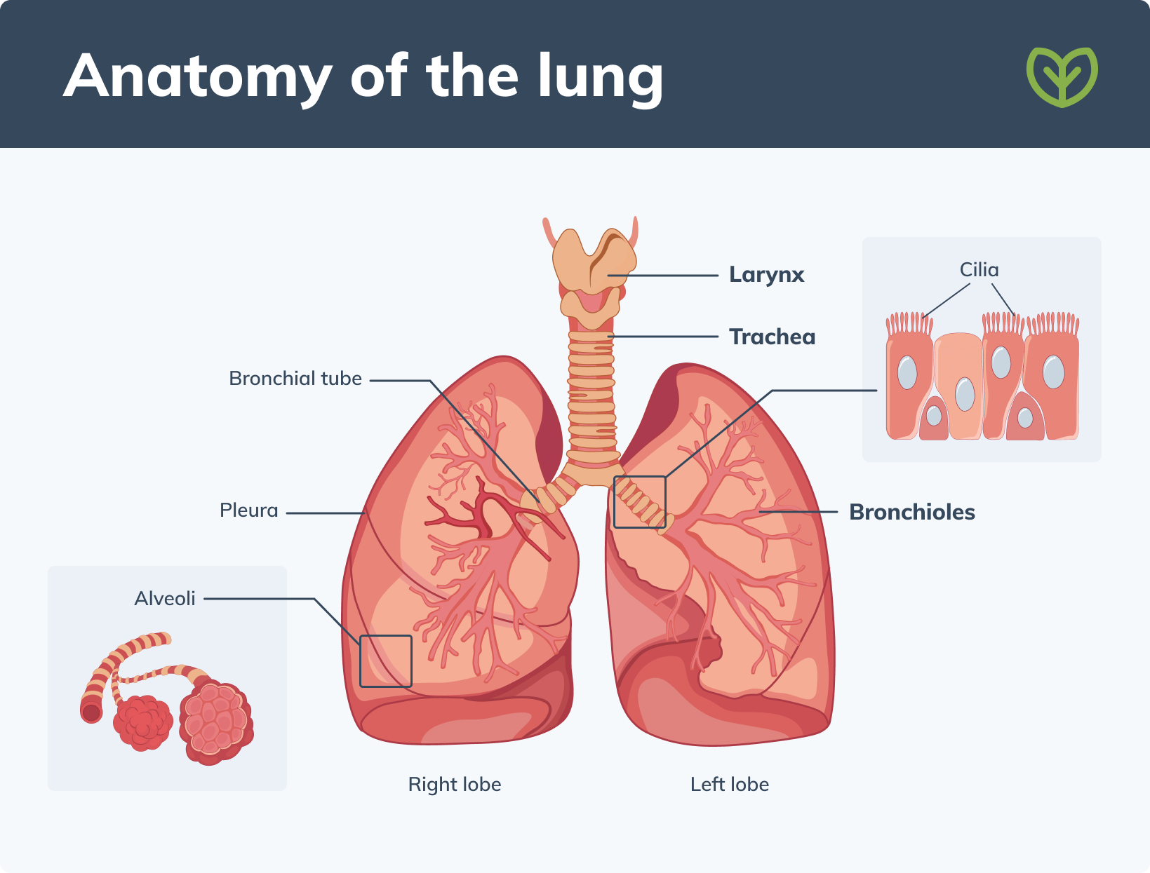 respiratory health anatomy of the lung
