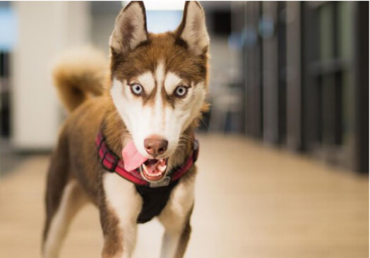 location dog roaming pet-friendly office