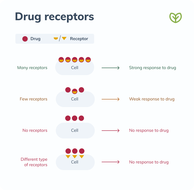drug receptors chart