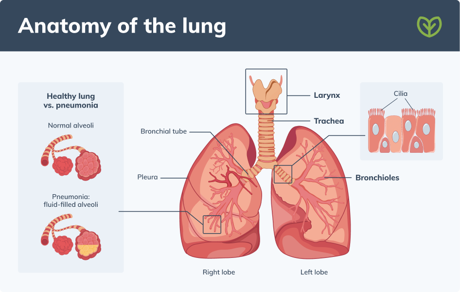 anatomy of the lung pneumonia