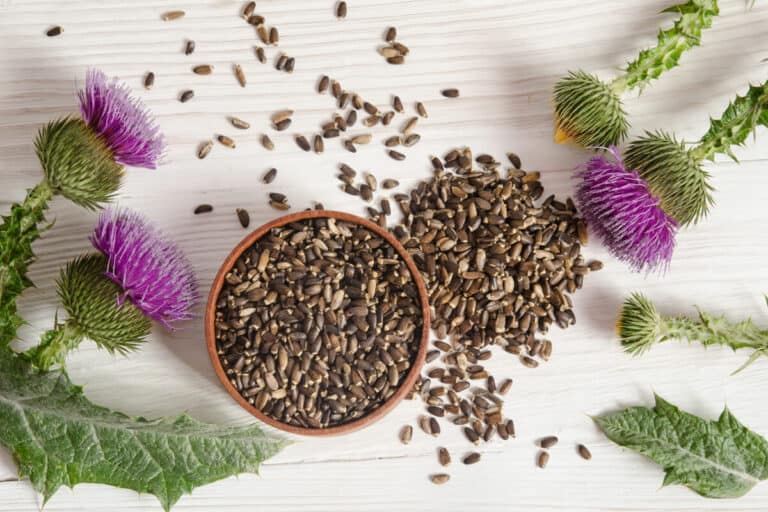 best milk thistle supplement: what to look for when buying milk thistle blog post