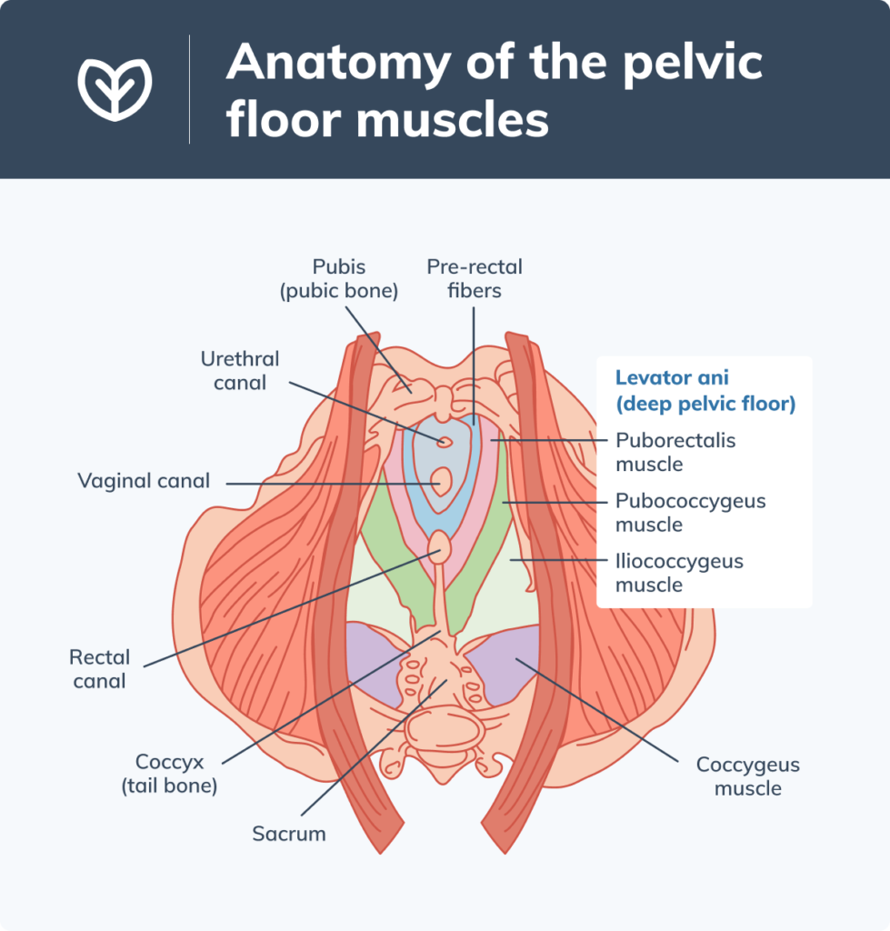 benefits-of-kegel-exercises-fullscript